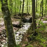 Bohinjc Bohinj